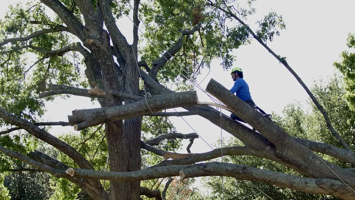 Professional Hazardous Tree Removal performed by certified arborists in Clara