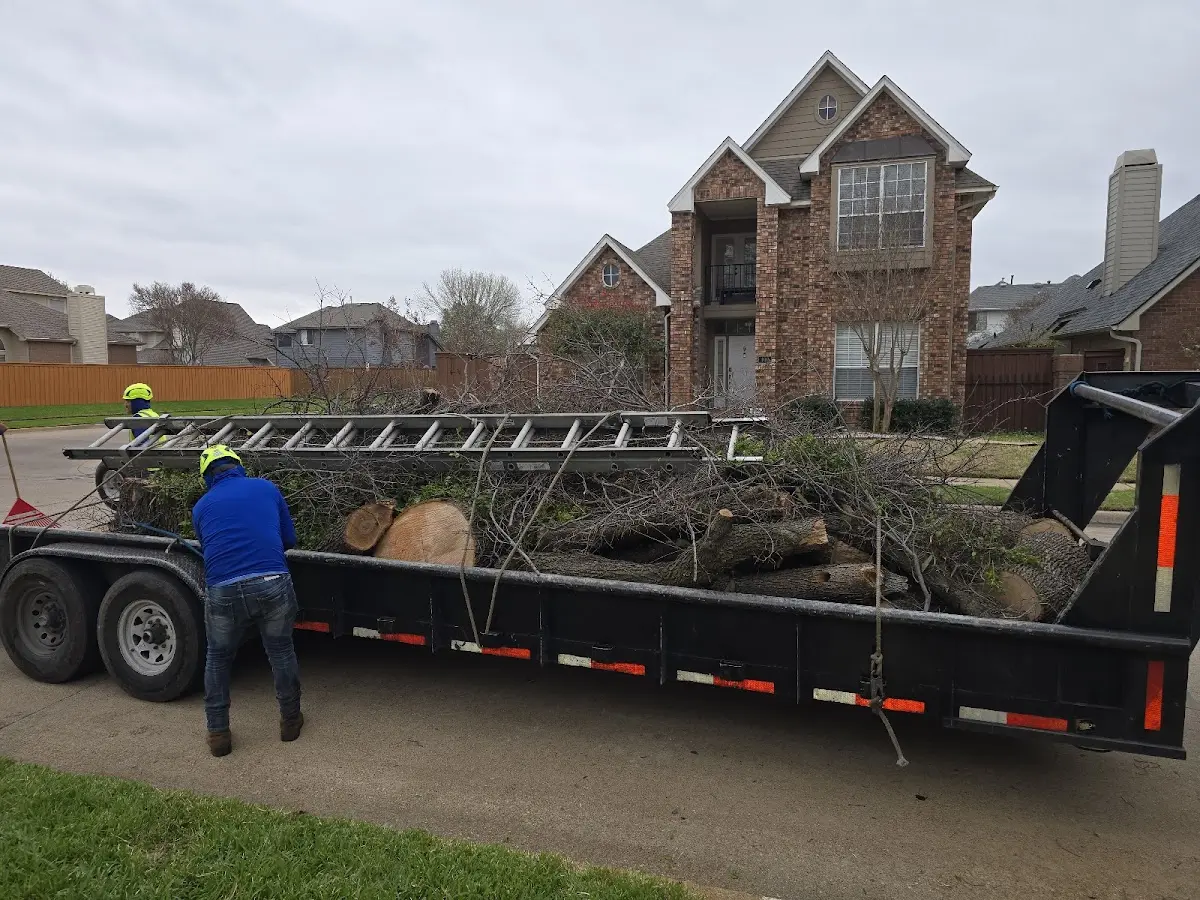 Expert Tree Fertilization with proper safety equipment in Clara
